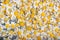 Background of chamomile flowers - Matricaria recutita, blooming spring flowers scattered