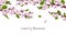 Background with cherry blossom. A branch with cherry blossoms isolated on a white background. Japanese sakura. Vector