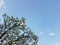 Background of cherry blossom tree against blue sky