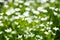 background of chickweed flowers