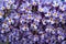 Background close up of Buddleia flowers