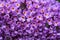 Background close up of Buddleia flowers