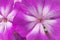 Background of a close-up of the center of a pink flower