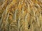 Background: close-up of Cycad cone (cycas revoluta)