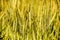 Background from close-up of golden ears of wheat in the field, world grain crisis. Farmersto