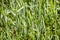 Background from close-up green ear of wheat in the field, world grain crisis. Farmersto
