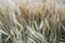 Background of close-up macro golden and green wheat ears in the field