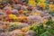 background of closeup Autumn tree color