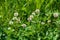 Background of clover or trefoil Trifolium pink flowers and green leaves in a sunny spring day, beautiful monochrome outdoor