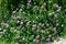 Background of clover or trefoil Trifolium pink flowers and green leaves in a sunny spring day, beautiful monochrome outdoor