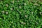 Background of clover or trefoil Trifolium pink flowers and green leaves in a sunny spring day, beautiful monochrome outdoor