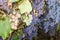 Background of the clusters of grapes on a vine