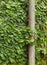 Background of Coatbuttons (Ficus pumila) on the wall.