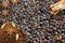 Background with coffee. Top view of roasted and ground coffee to a whole, unground coffee beans background.