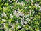 Background a collection of small yellowish green leaves and small white yellow flowers