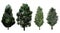 Background collection variety set of coniferous and broadleaf trees