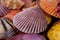 Background of collection of various colorful seashells