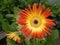 Background with color bright Gerbera Daisies
