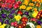 background of colored primroses flowers blossomed