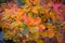 Background of colorful autumn leaves. Autumn. Beautiful cotinus coggygria tree in bright autumn colors