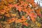 Background of colorful autumn leaves. Autumn. Beautiful cotinus coggygria tree in bright autumn colors