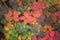 Background of colorful autumn leaves. Autumn. Beautiful cotinus coggygria tree in bright autumn colors