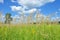 A background with a colorful bright meadow grass with blue sky and clouds background. A meadow is composed of grasses and