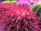 Background of colorful cacti. Cactus needles are painted in bright colors.