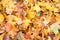 Background from colorful fallen beech and maple leaves