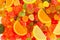 Background of colorful fruity candies and jujube closeup