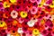 Background of colorful gerbera flowers