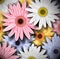 Background with colorful gerberas