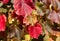Background of colorful grape leaves at autumn