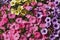 Background of colorful multicolored beautiful decorative flowers