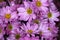 Background with colorful purple chrysanthemums