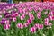 Background of colorful striped pink and white tulips