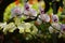 Background of colorful vibrant phalaenopsis orchid flower