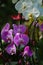 Background of colorful vibrant phalaenopsis orchid flower