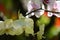 Background of colorful vibrant phalaenopsis orchid flower