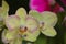 Background of colorful vibrant phalaenopsis orchid flower