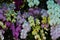 Background of colorful vibrant phalaenopsis orchid flower