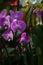 Background of colorful vibrant phalaenopsis orchid flower