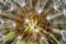 Background from common dandelion Taraxacum officinale seeds