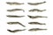 Background composition of dry small European smelt fishes