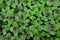 Background consisting of young sprouts of basil violet.