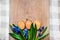 Background with cookies in the shape of Easter eggs on blue Scilla on a wooden cutting board