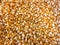 Background of corn kernels, raw unpopped