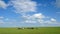 Background of cows under blue sky and white clouds