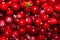 Background of cranberry.Forest berry cranberry.