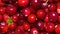 Background of cranberry.Forest berry cranberry.